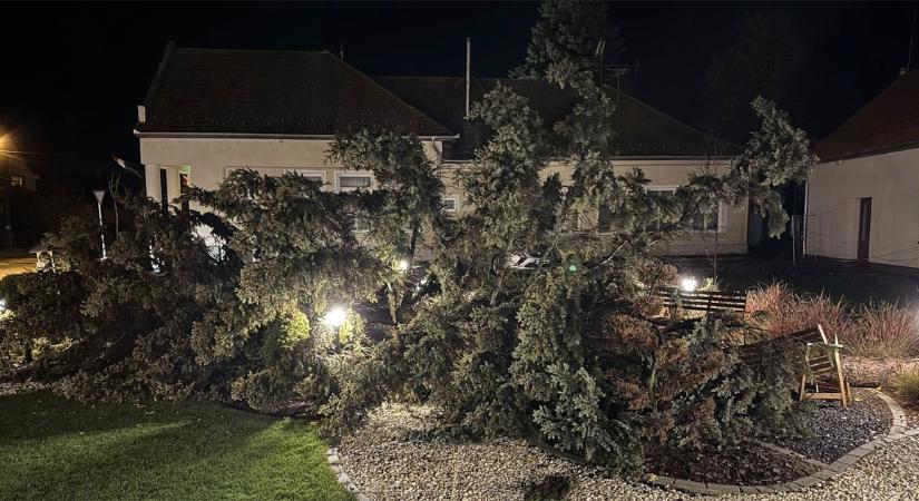 Újabb gyönyörű fáját veszítette el a Debrecen közeli település