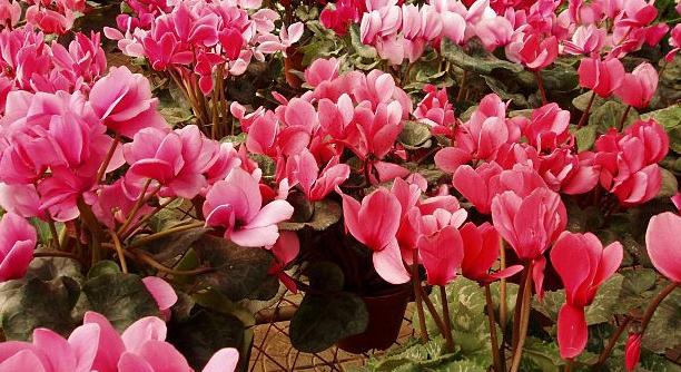 Szobába idézi a tavaszt: ezért kell otthonra ciklámen