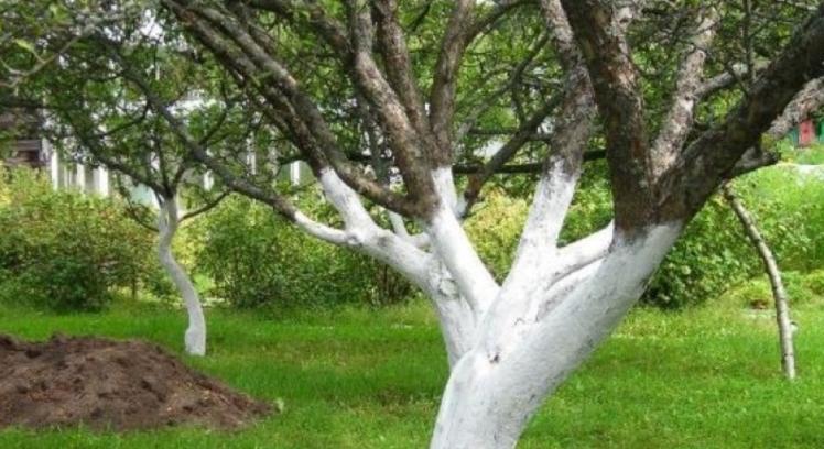 Mikor érdemes ősszel lemeszelni a fákat és mikor nem?