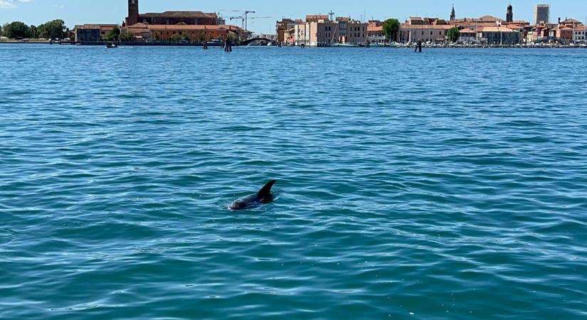 Mimmo, a velencei delfin visszatért a Canal Grandéra (VIDEÓ)