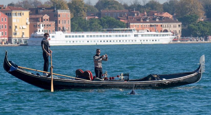 A velencei delfint megpróbálták máshova költöztetni, de visszatért