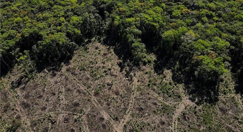 Néhány vállalat uralhatja az egész Amazonas szójapiacát, most felborulhat minden