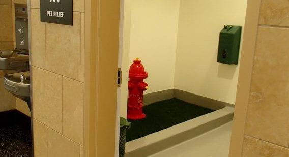 Kutyaillemhely az állatbarát étteremben – A nap képe