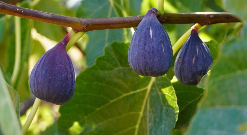 Miként kell metszeni a fügebokrokat?