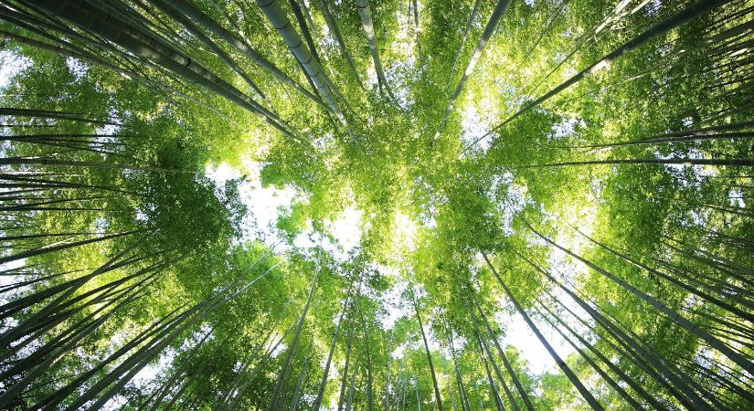 Fenntarthatóbb vegyipari megoldást dolgoztak ki magyar mérnökhallgatók