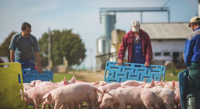 Afrikai sertéspestis: szigorú szabályok léptek életbe, összeírják a baranyai házisertéseket