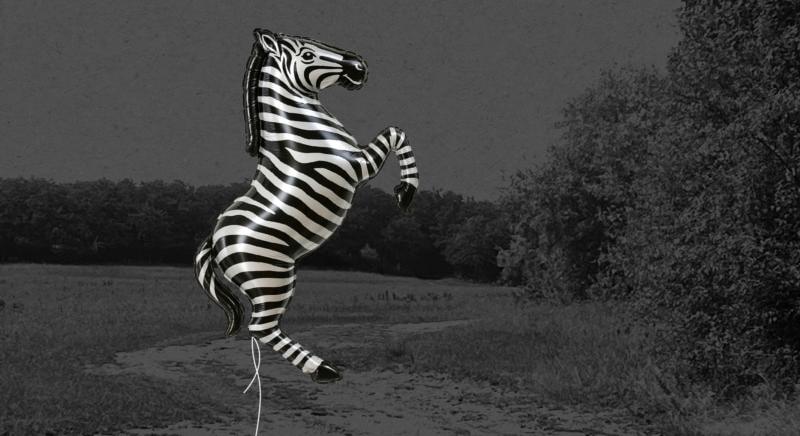 Önkormányzati tulajdonú telken is legelhetnek Mészáros Lőrincék alcsúti zebrái