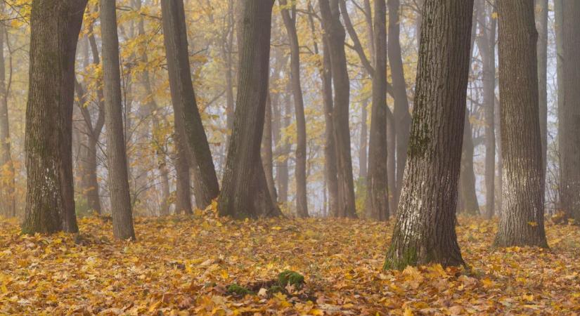 Megjött a lehűlés, érdemes előkészíteni a téli kabátokat