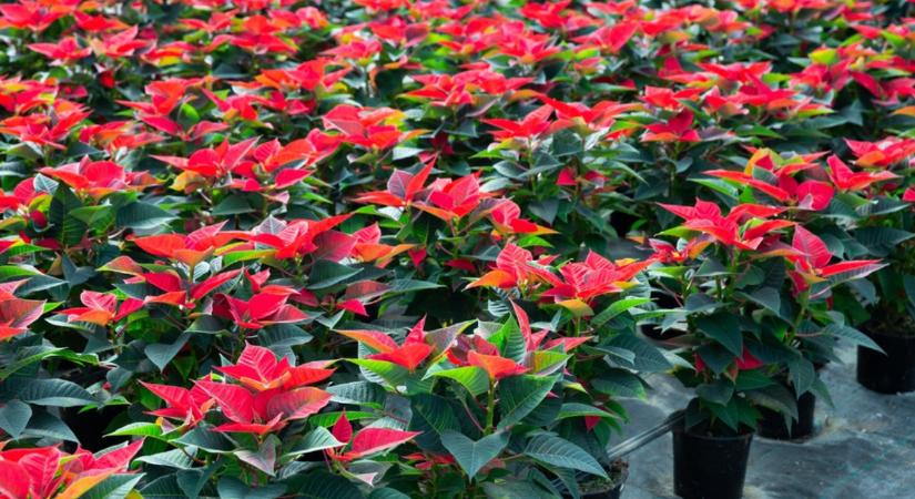 Elképesztően szép mikulásvirág? Ez a titka!