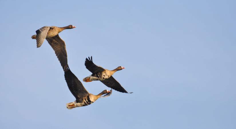 A tatai Vadlúd Sokadalom: ilyen volt a madárvonulás az Öreg-tónál