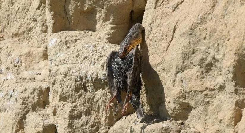 Ritka hüllők és kétméteres kígyó bukkant fel Dunaújváros térségében