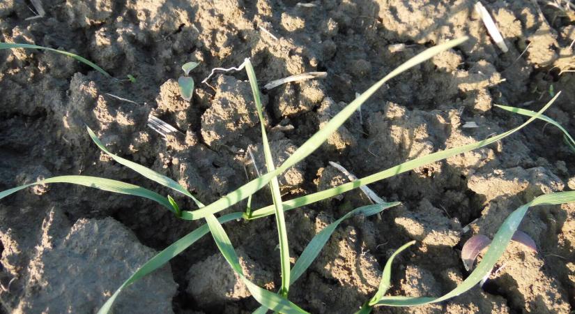 Őszi roham: újra támad a csócsárló!