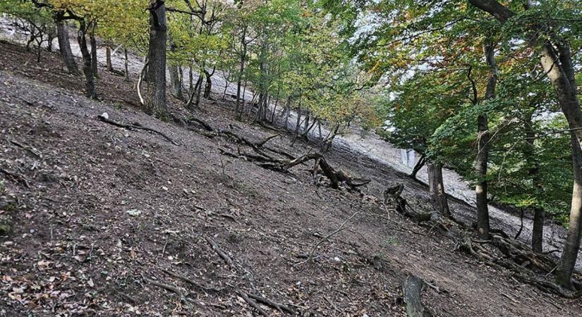 A túlszaporodott vadállomány következménye: egy fafajunk már a múlté