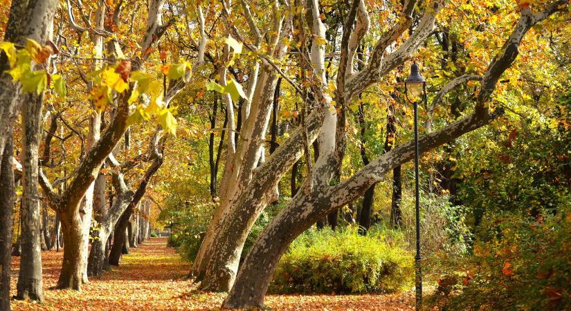 Különös élőlény tűnt fel a Mecsekben, nem lehetett volna ott, mégis megjelent