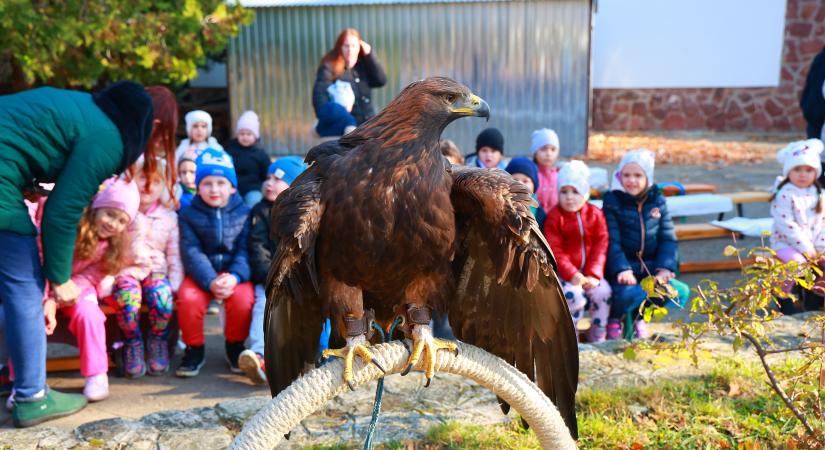 Ragadozó madarak az ovisok fölött