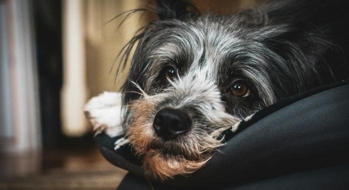 Honnan tudhatod, hogy a kutyád fájdalmat érez? – A 10 legfontosabb jel