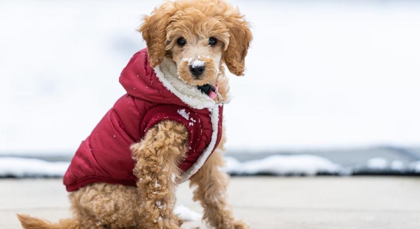 Divathóbort vagy felelős gazdiság? – A kutyaruha dilemmája