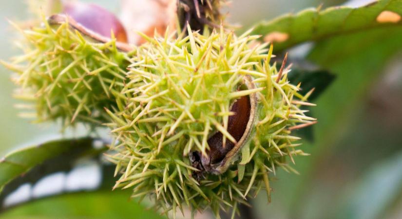 A gesztenye legérzékenyebb pontja: Ön figyel rá?