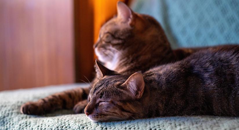 Mumifikálódott macskatetemek a debreceni lakásban