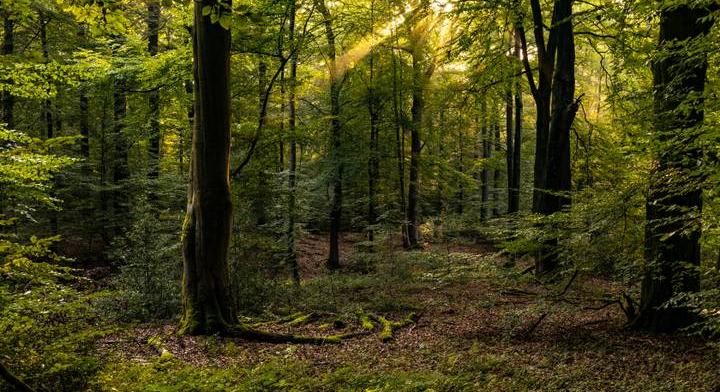 Különleges erdőkkel mentenék meg a földet: harmincszor sűrűbben nőnek