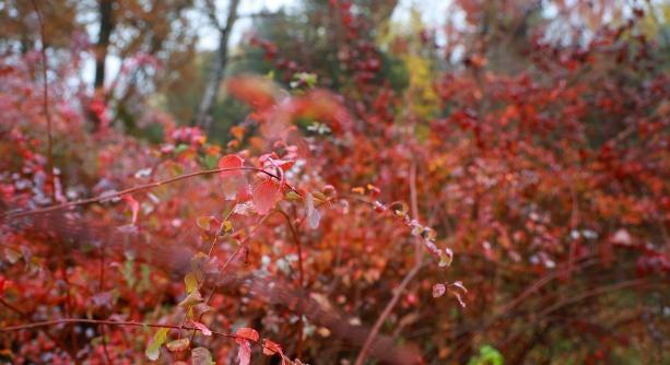 Arborétumi munkák a zöldellő élővilágért