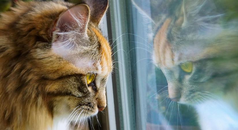 Szén-monoxid-érzékelő buktatta le a debreceni állatkínzót