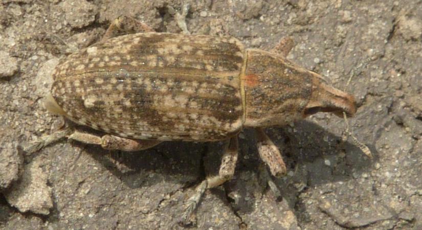 Veszélyes invázió a szomszédban