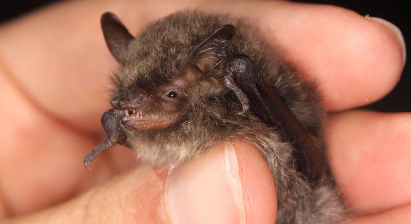 Ezt kell tenned, ha bejött a lakásba a denevér - szakértő nyújt segítséget