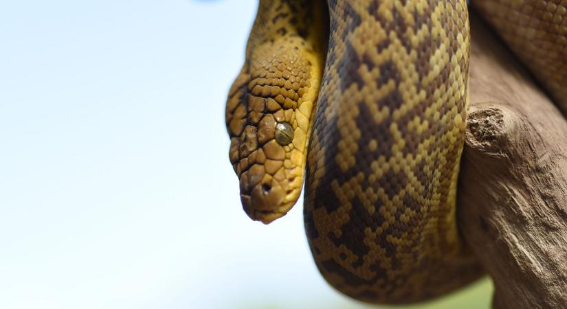 Családi rémálom otthon – közel 55 kilós piton lógott a fürdőszobában (videó)