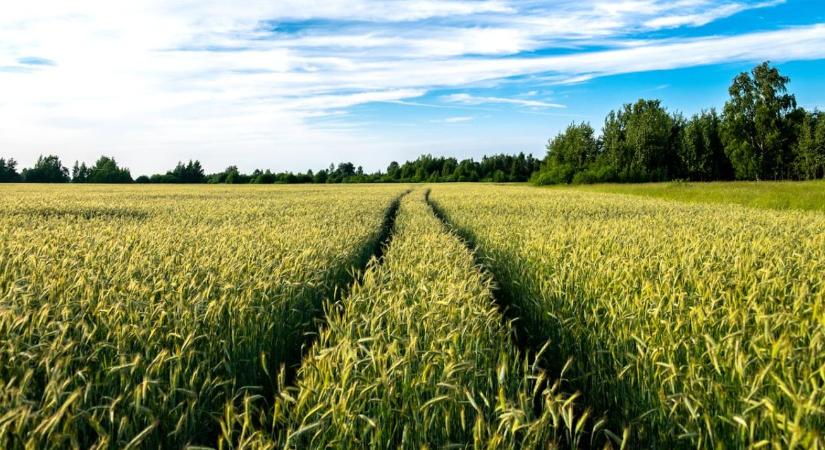 Válságban a magyar vetőmagágazat