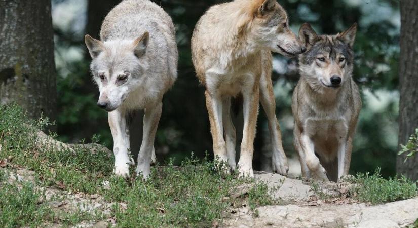 Mellbevágó hír érkezett a vadon élő állatokról, a legtöbben ezt el sem hiszik