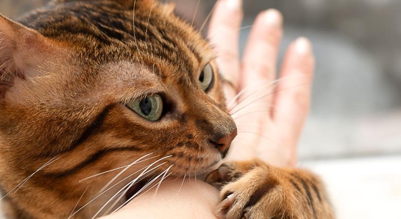 Veszett macska okozta egy nő halálát Ukrajnában