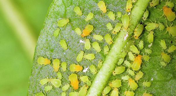 Ősellenségeink a levéltetvek