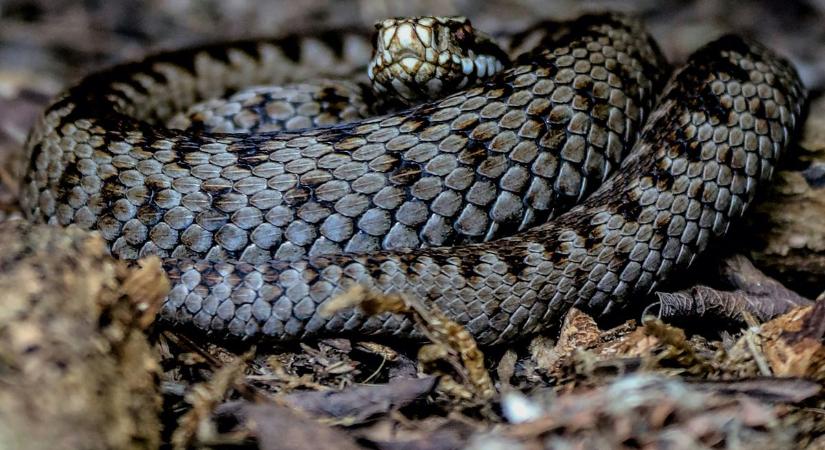 Szintet lépett a rémület! Rendkívül veszélyes mérges kígyó bukkant fel Magyarországon