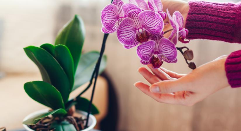 Soha ne tedd ezt az orchideáddal: a szobanövény szinte biztosan elpusztul, ha elköveted a leggyakoribb hibát