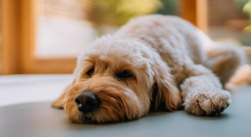 Egyre több állatot érintenek emberi betegségek