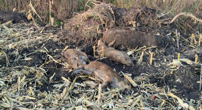 Afrikai sertéspestis vírust észleltek vaddisznókban Ternopil megyében