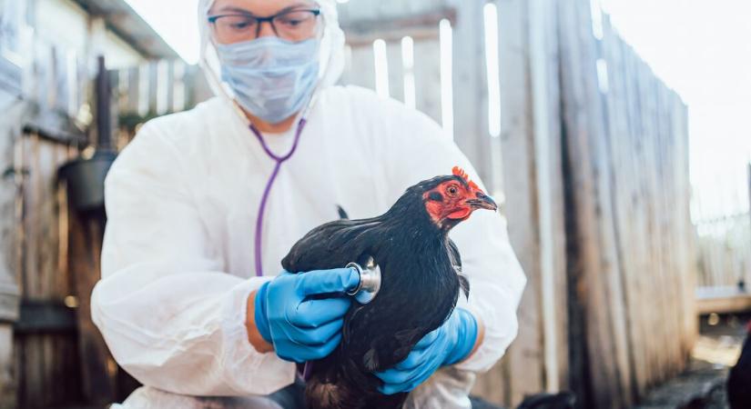 Madárinfluenza: először azonosítottak H5N5 fertőzést emberben