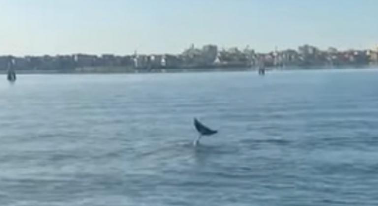 Megpróbálták elköltöztetni a velencei delfint, de visszatért a város vizeibe