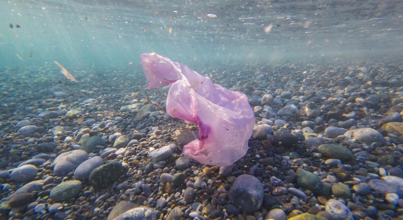 Már egy kevés műanyag is halálos veszélyt jelent a tengeri élővilágra