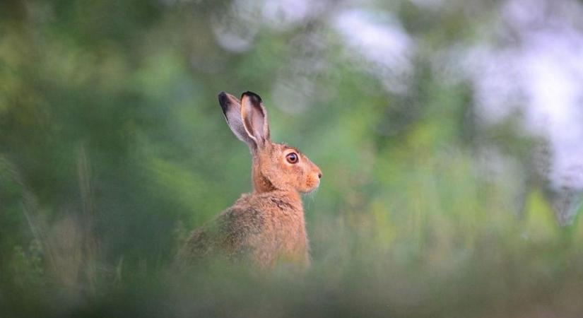 Veszélyben a mezei nyulak, kimutatták az új vírust a Soproni Egyetemen