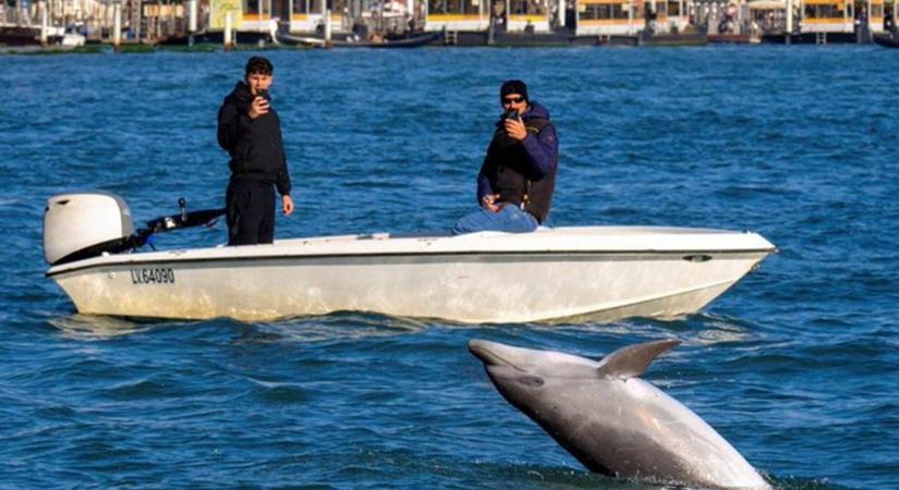 A velencei delfint megpróbálták máshova költöztetni, de visszatért a Canal Grandéra