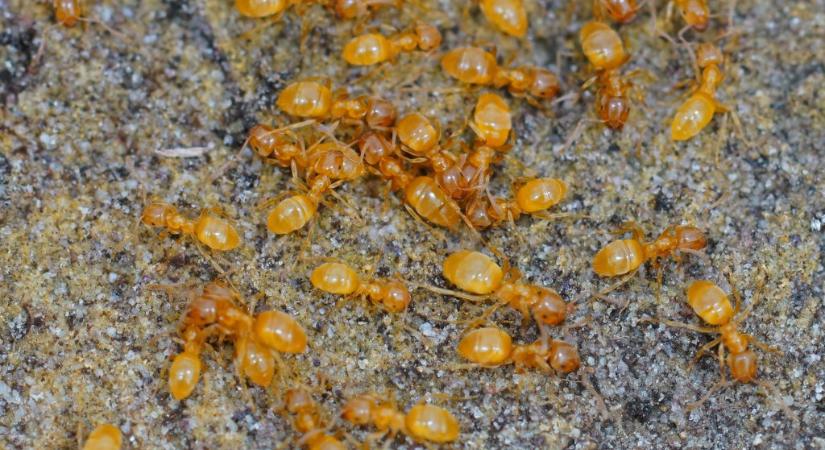 Horror a természetben: anyagyilkosságra veszik rá áldozataikat ezek a paraziták