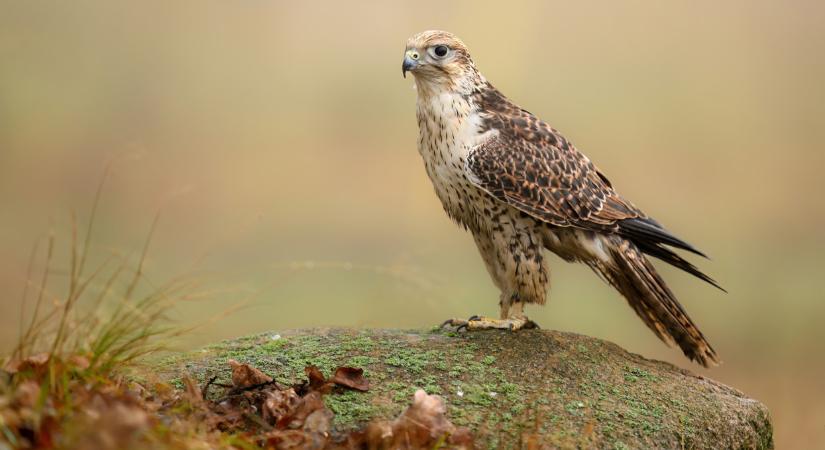 Hihetetlen dolog derült ki ezekről a madarakról: a kutatók is meglepődtek