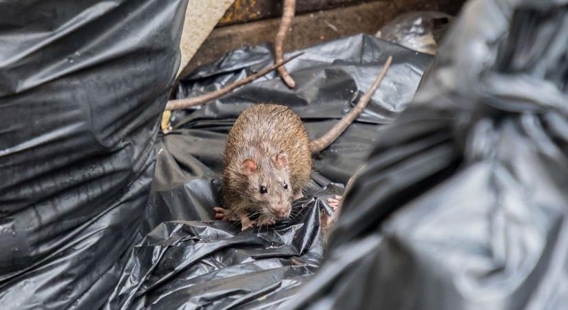 Újabb döglött patkány került elő Tatabányán - egyre aggasztóbb a helyzet
