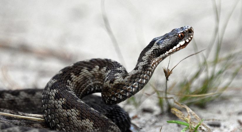 Rekordszámú kígyóészlelés Magyarországon: feltűnt egy mérges vipera is, amivel nem szívesen találkoznánk