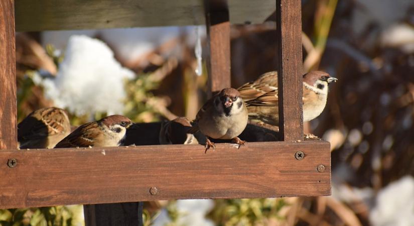 A verébtársadalom titkos szabálykönyve – avagy mi történik az etetőd körül?
