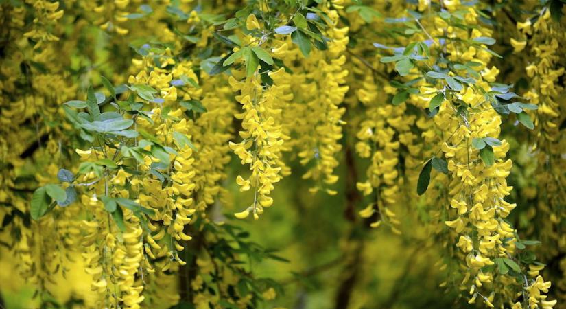 Aranyeső a kertben: a tavasz legsárgább, legszebb, legveszélyesebb csábítása