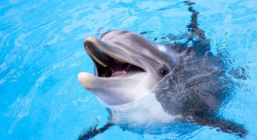 Mentsük meg Mimmot! Veszélyben van a velencei lagúna sztárdelfinje