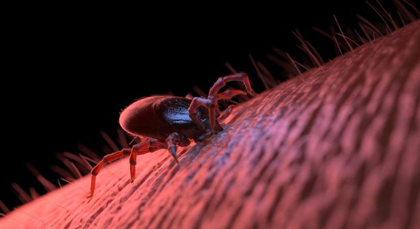 Meghalhatott az első ember a kullancsok által terjesztett vöröshús-allergiában